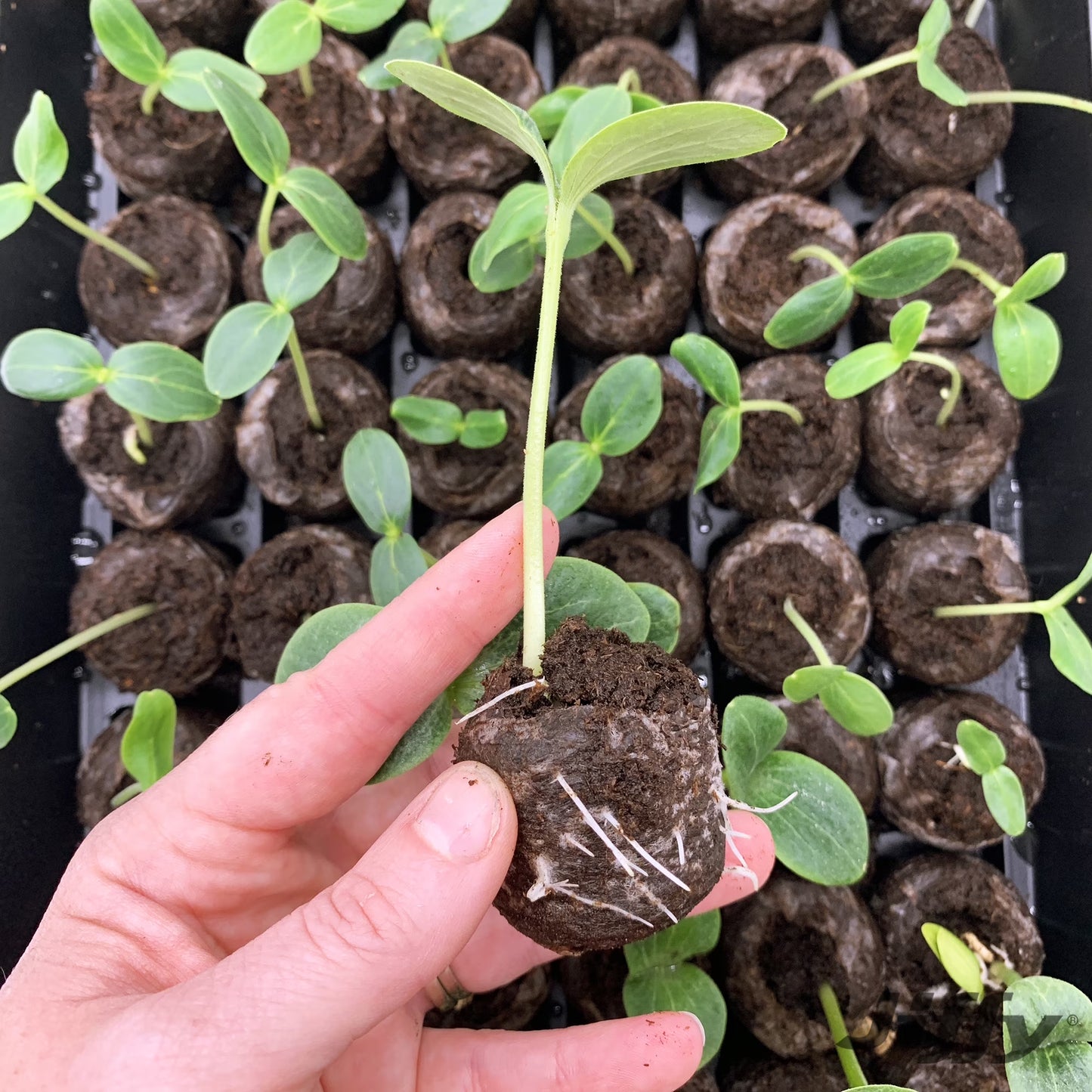 72 Cell Greenhouse Seed Starter Kit with 36Mm Peat Pellets