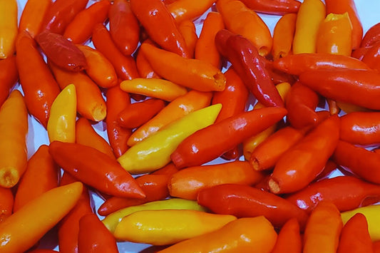 Tabasco Pepper Seeds - 50+ Non-GMO Seeds for Spicy Garden | Capsicum frutescens