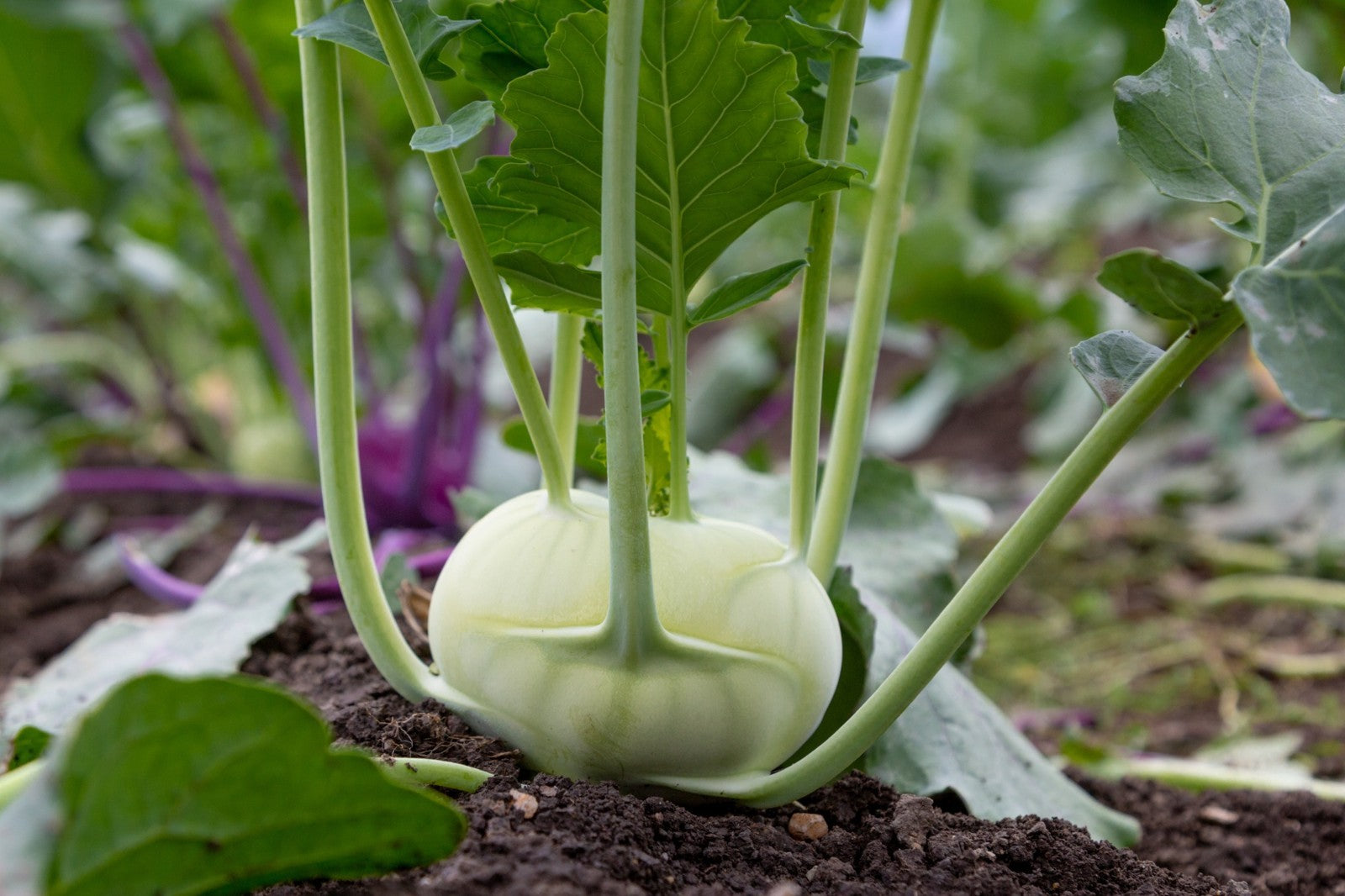 Giant White Kohlrabi Seeds | Heirloom | Non-Gmo | Fresh Garden Seeds