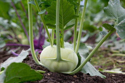 Giant White Kohlrabi Seeds | Heirloom | Non-Gmo | Fresh Garden Seeds