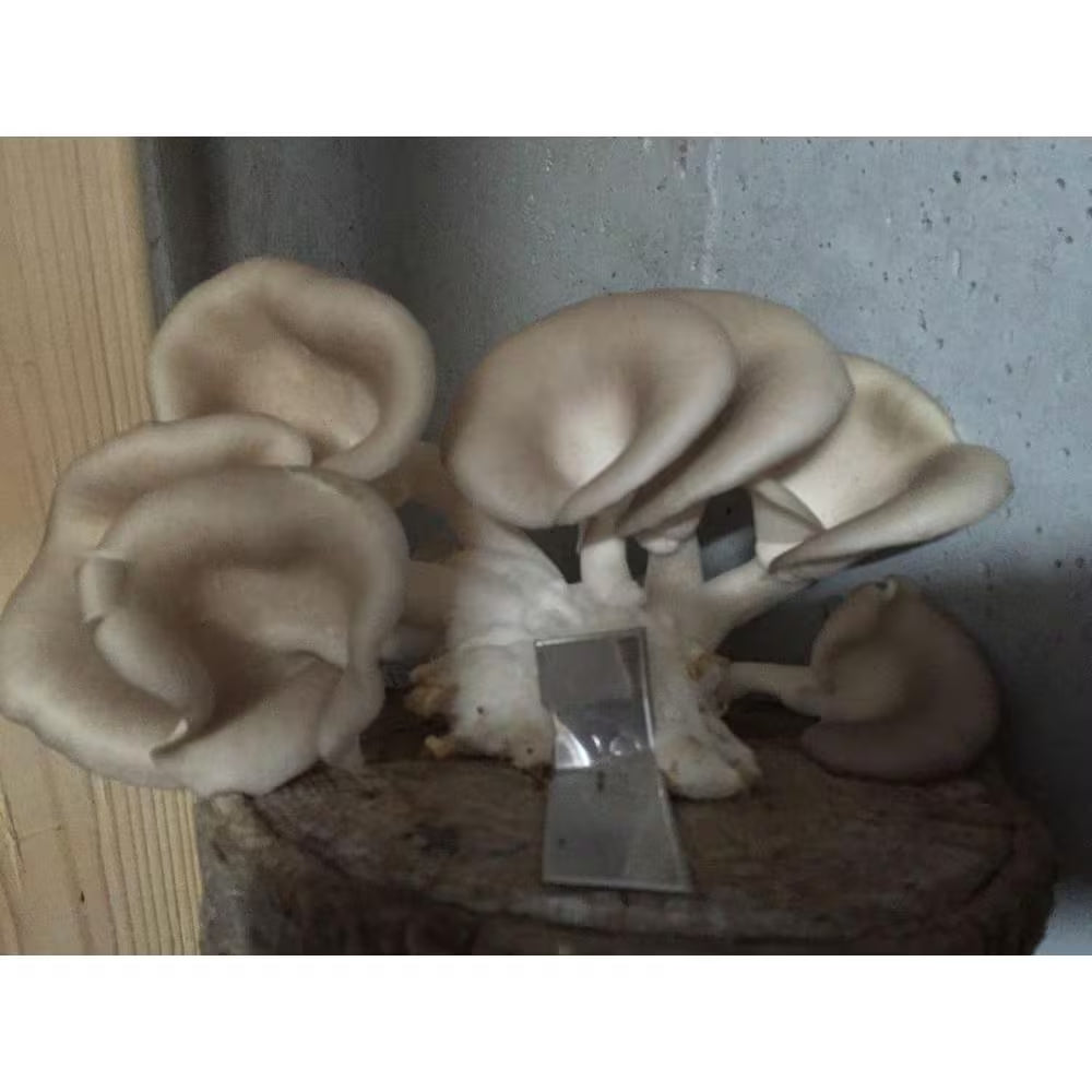 12 In. Oyster Mushroom Log