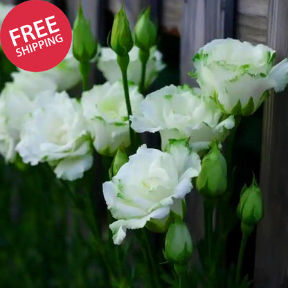 Mixed Lisianthus Seeds for Planting, 298Pcs Perennial Lisianthus Flower Seeds, N