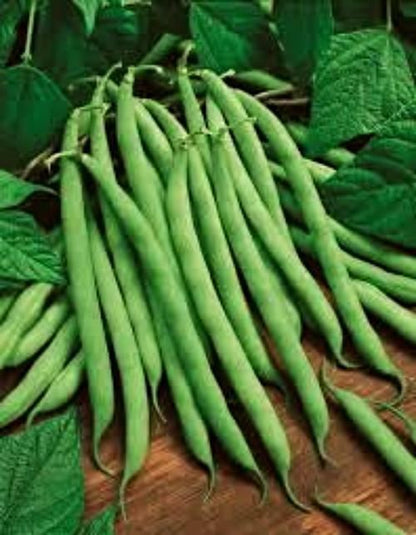 Kentucky Wonder Pole Bean Seed, NON-GMO, Heirloom Pole Bean Seed, 1 Oz. Pack