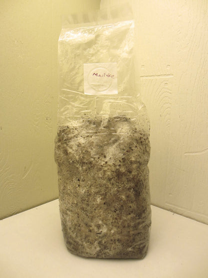 Maitake / Hen of the Woods Mushroom Grow Kit - 5 LB - Ready to Fruit