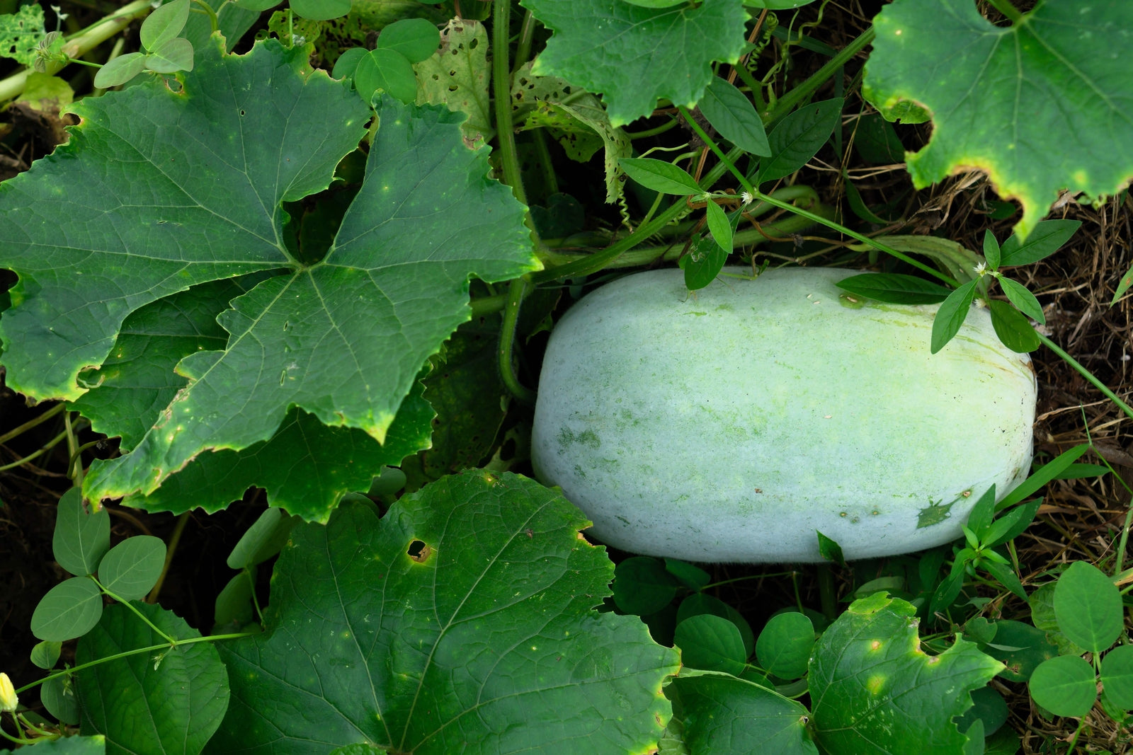 20 WAX GOURD Winter Melon White Ash Benincasa Hispida Vegetable Seeds *Comb S/H