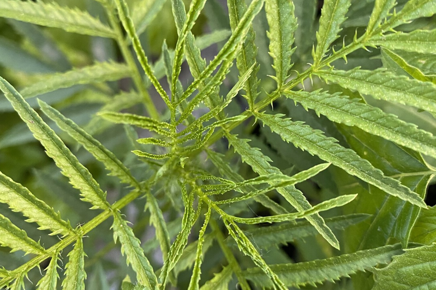 300 Huacatay Seeds (Black Mint) - Peruvian Culinary & Medicinal Herb - Tagetes Minuta - Strong Flavor - Organic and Fresh