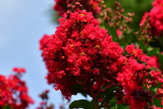 Deep Red Crape Myrtle 'Dynamite' 2-3 ft | Fast Growing Shrub/Tree | Full Sun, Late Summer Blooms