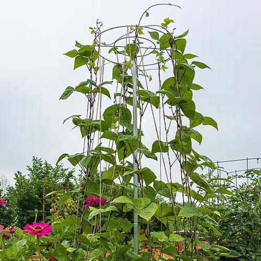 6 Ft. T Bean Growing Tower
