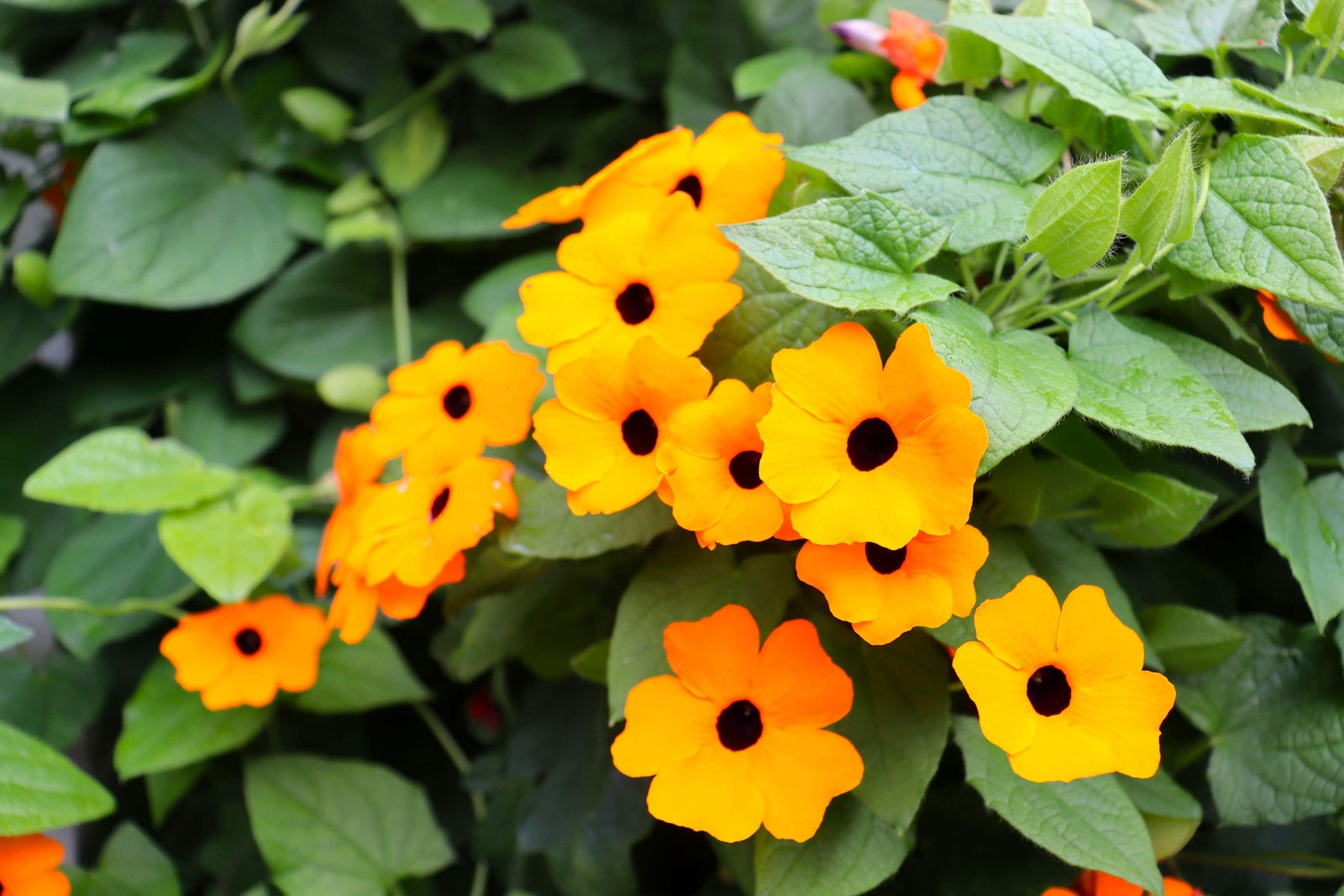 30 BLACK EYED SUSAN VINE Thunbergia Alata Flower Seeds *Flat S/H