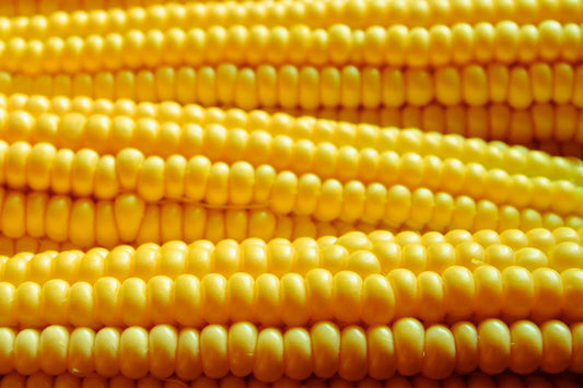 Yellow Popcorn Corn Seeds | Non-GMO Untreated Bulk Garden Seeds | Zea mays