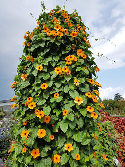30 BLACK EYED SUSAN VINE Thunbergia Alata Flower Seeds *Flat S/H