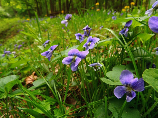 20 Wild Violets Live Plants – Hardy Ground Cover – Viola Sororia Starter Plants – Edible Flowers for Lawn, Shade Garden, or Containers