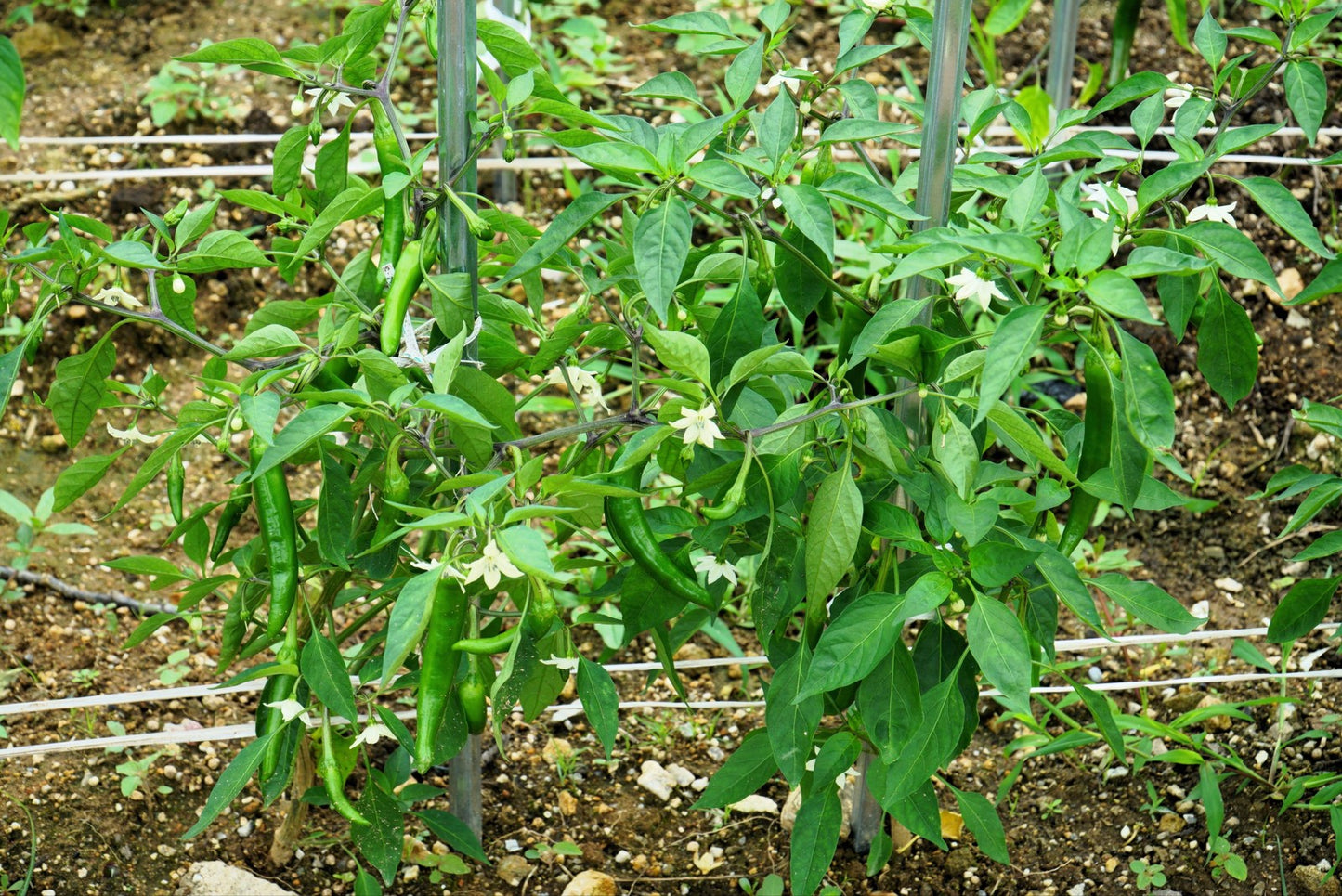 25 Organic KOREAN Dark GREEN PEPPER Lady Han Hot Chili Long Red Capsicum Seeds