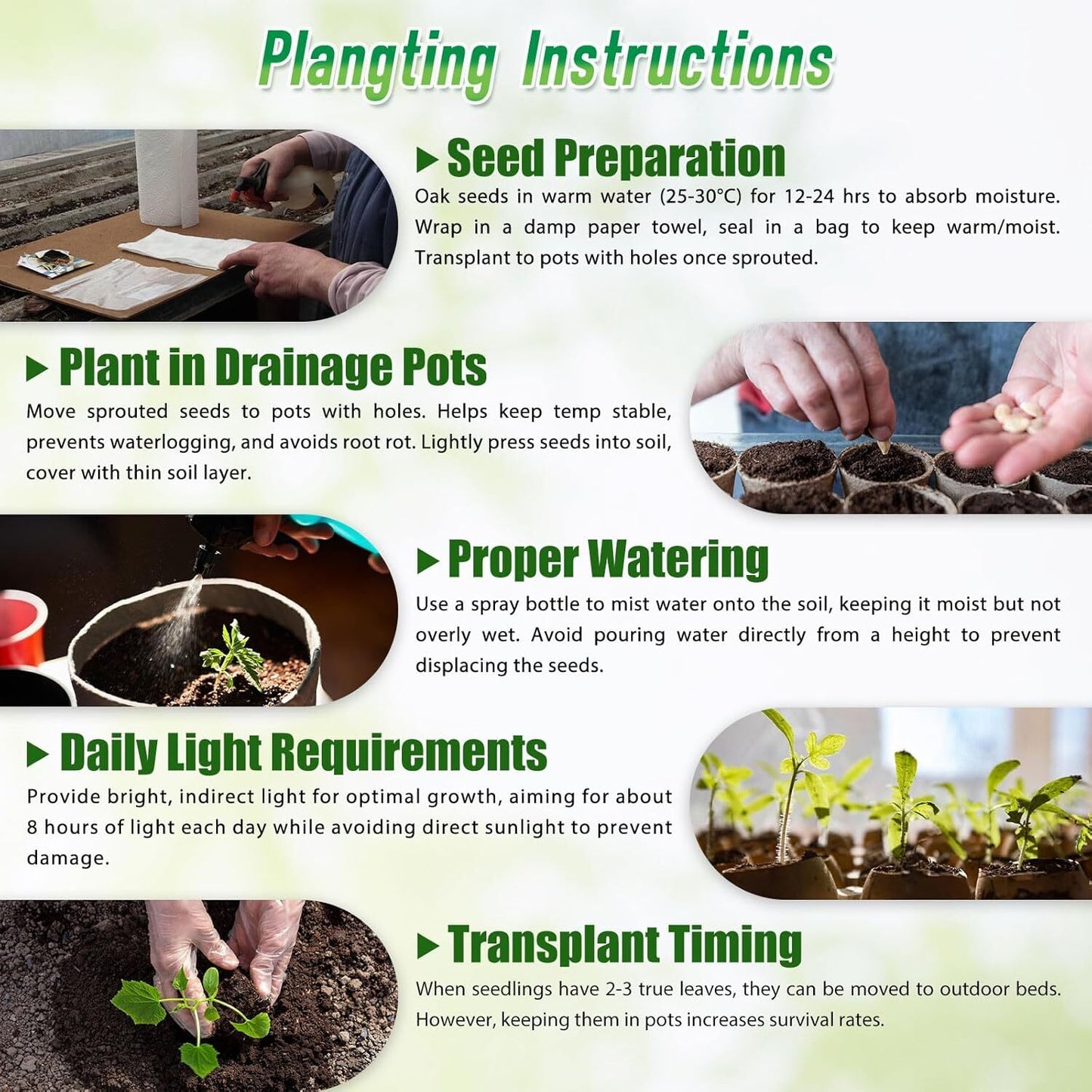 200Pcs, Mixed Hosta Seeds for Planting Hosta Plant Seeds Moderate Drought