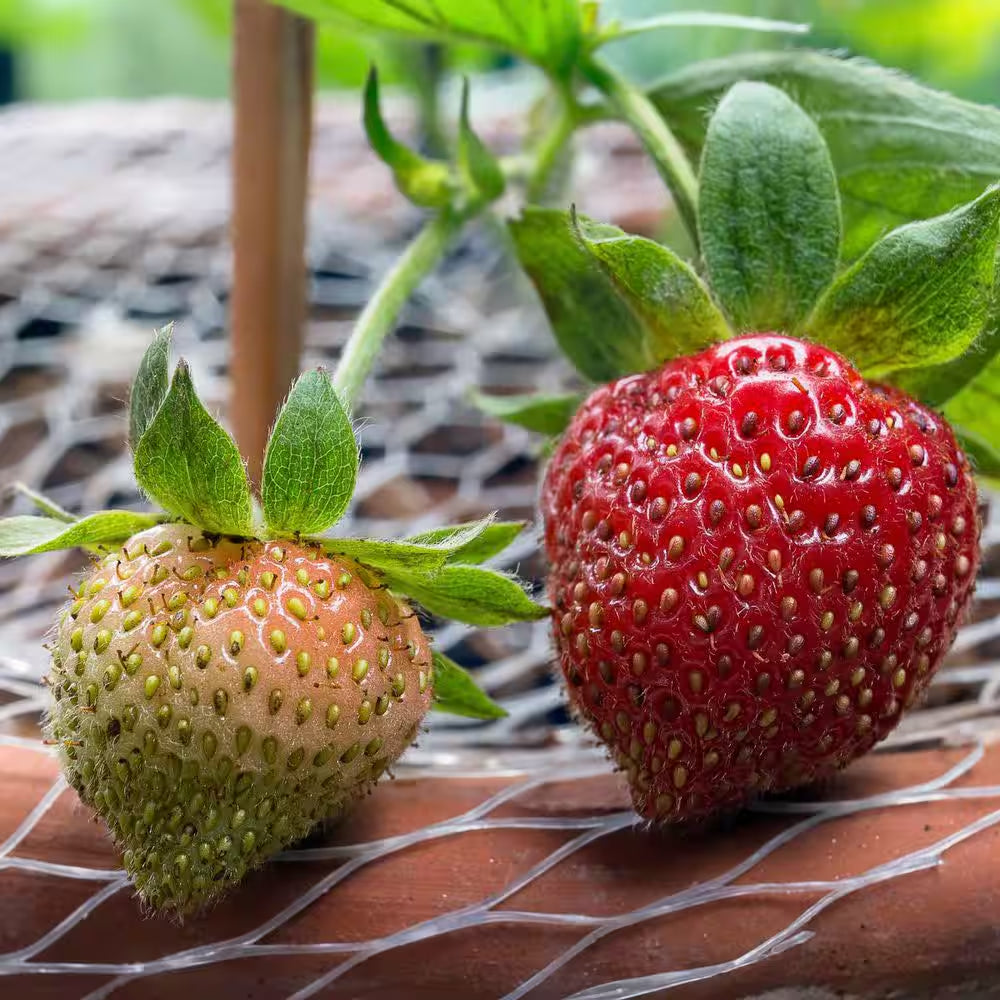 Dayneutral Strawberries Albion (Set of 20) Plant Roots