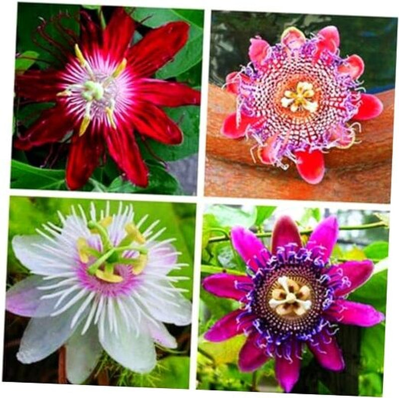 50Pcs Mix Color Passion Flower Seeds Rare Potted Plants for Planting Outdoors