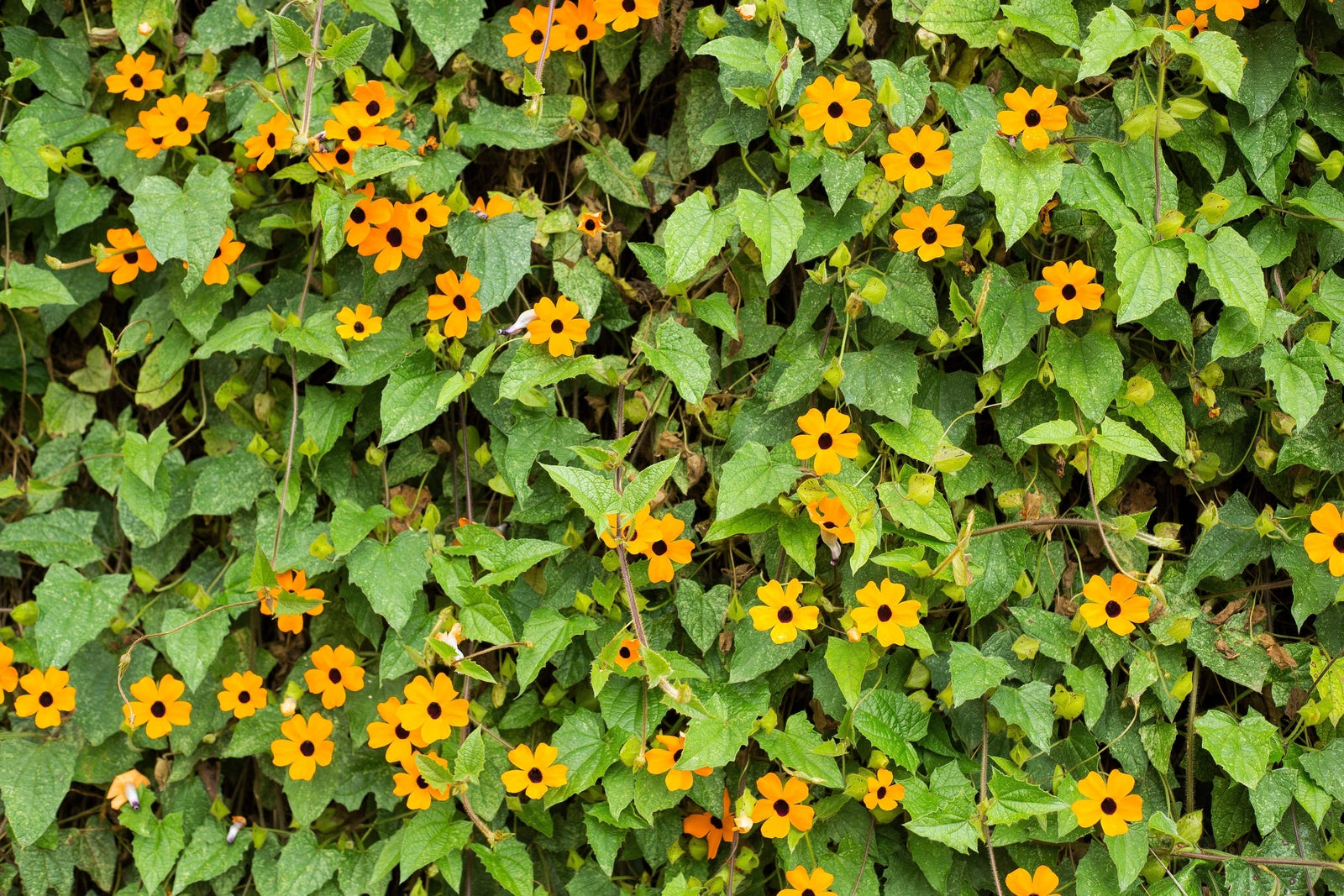 30 BLACK EYED SUSAN VINE Thunbergia Alata Flower Seeds *Flat S/H
