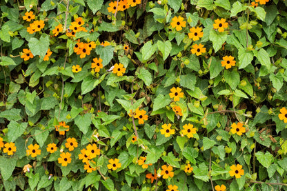 30 BLACK EYED SUSAN VINE Thunbergia Alata Flower Seeds *Flat S/H