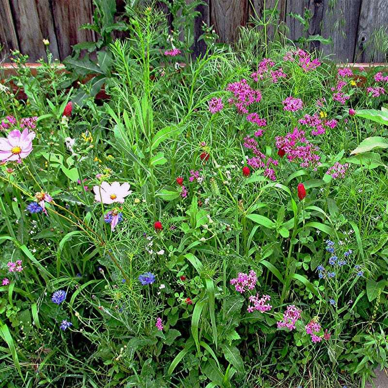 Wildflower Mix DROUGHT RESISTANT Dry Soil Garden Pollinator Flowers 1000+ Seeds!