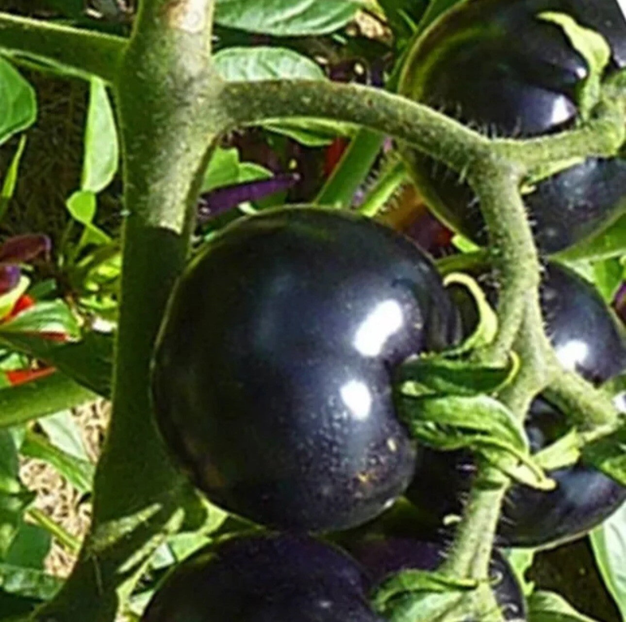 100 EUROPEAN BLACK CHERRY TOMATOES SEEDS SWEET TASTY HEIRLOOM NON-GMO RARE JUICY