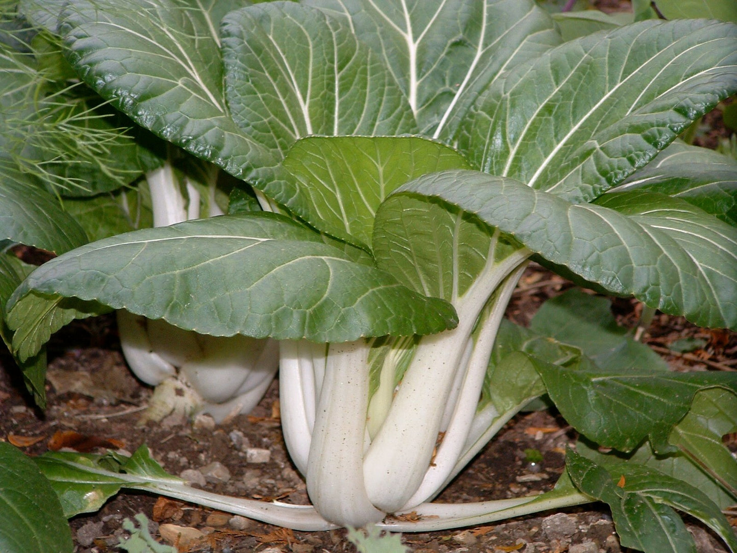800+ Pak Choi (Chinese Cabbage Bok Choy) Seeds USA Non-Gmo | Fresh Garden Seeds