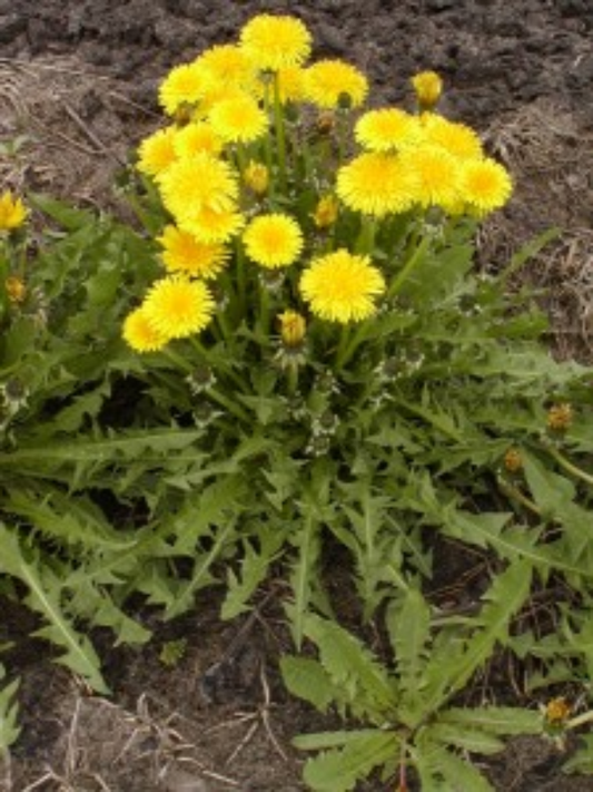 10 Dandelion Plants Bare Root | Wild Organic Heirloom Non-GMO | Taraxacum officinale | Edible Medicinal Herb | Detox & Pollinator Plant