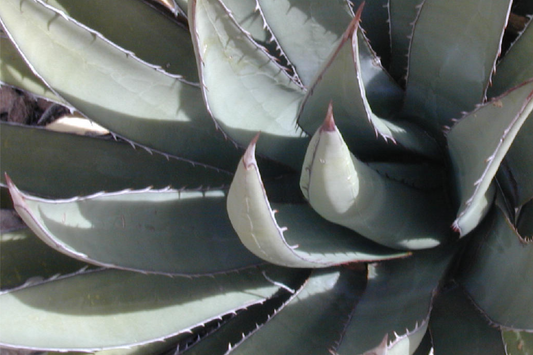 Agave lechuguilla 10 Leaf Cutting - Rare Desert Succulent Starter Plant