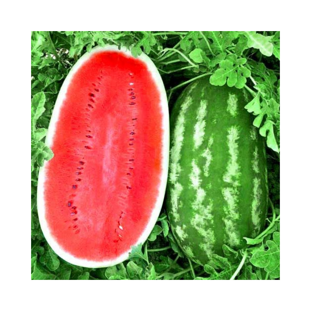 Giant Jubilee Watermelon Seeds for Planting | Non-Gmo | Heirloom Garden Seed USA