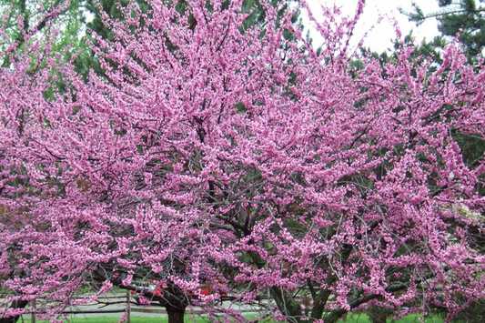 Eastern Redbud Tree 2+ Feet Tall | Purple Flowers | Hardy for Zones 4-8 | Ready to Plant Now | Ornamental Tree