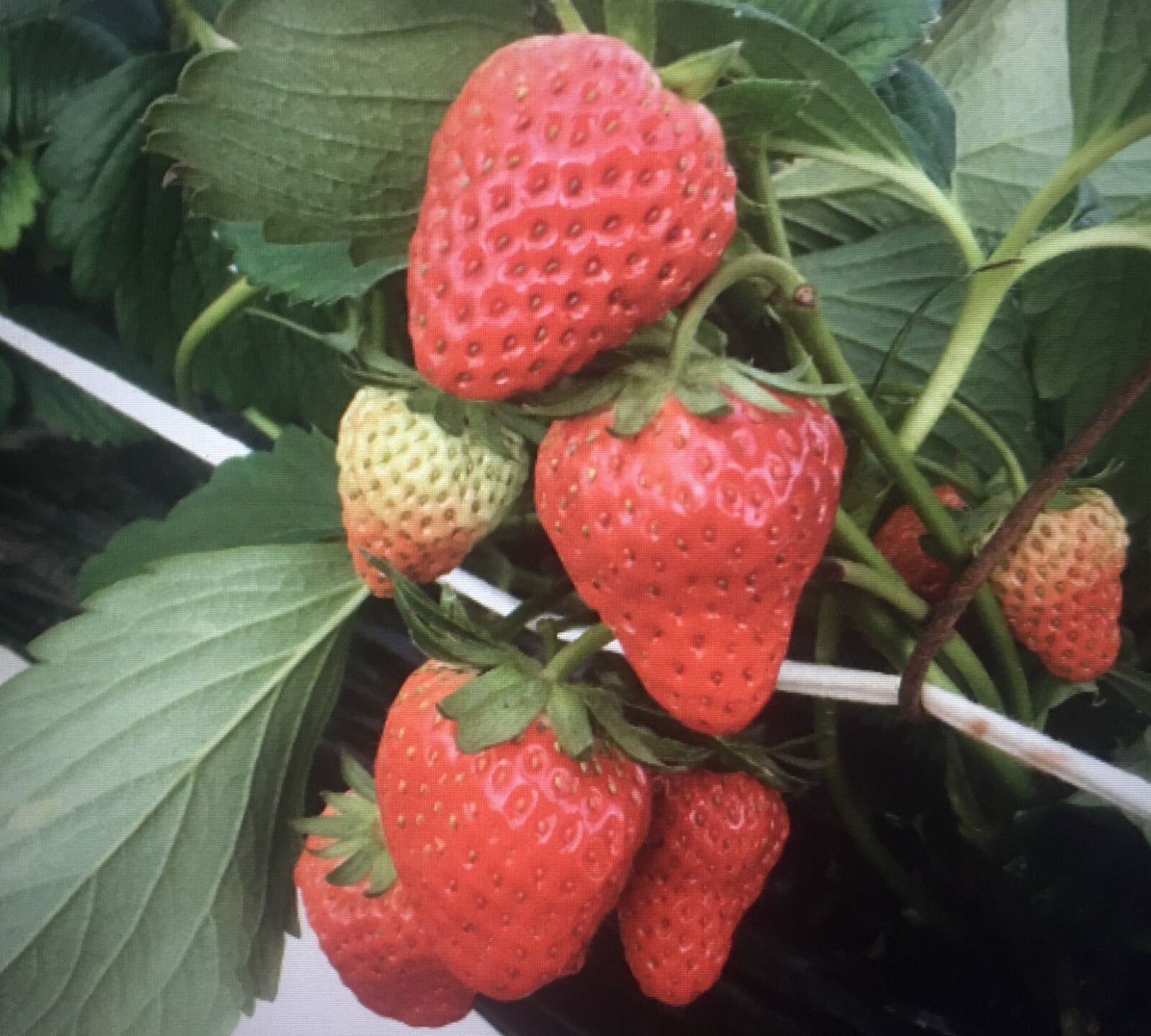 100+Red Strawberry Seeds Big Flesh Fruit Perennial Container Garden USA