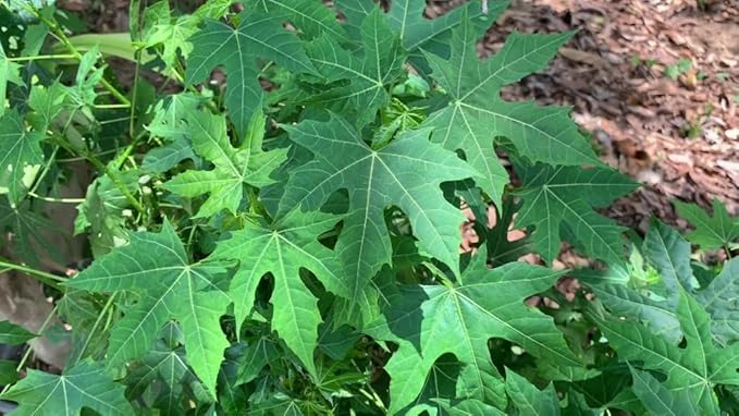 3 Chaya Manya Organic Spinach Cuttings (Cnidoscolus aconitifolius) | Tree Spinach, Mexican Spinach, Unrooted Healthy Stems