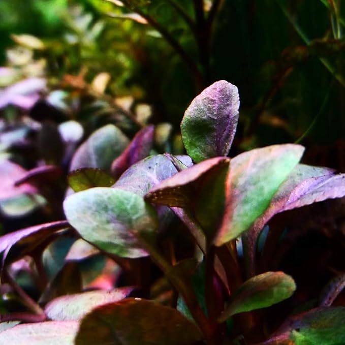 1 Dwarf Cardinal Plant Lobelia Cardinalis | Live Aquarium Plant Small Bare Root | Freshwater Aquascape Plant | Easy Foreground Plant