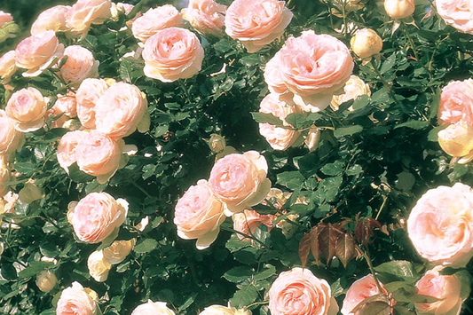 Eden Climbing Rose - 1.5 Gal Pot | Fragrant Pink Blooms | 12' Tall, Own Root, Hardy Zones 5-9 | Award-Winning & Disease Resistant