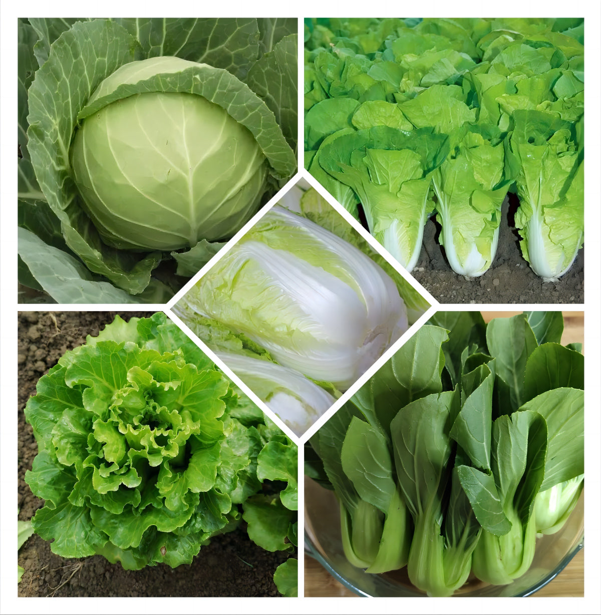 Atlas Vegetable Seeds Survival Garden Kit - over 30,000 Seeds, 29 Varieties