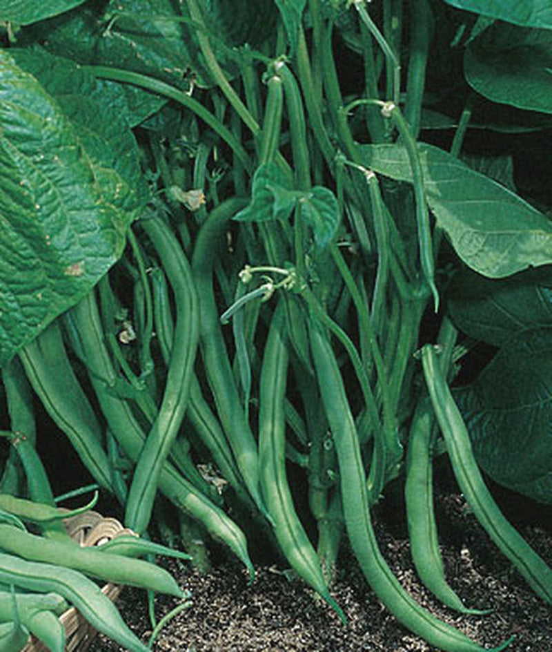 Blue Lake Bush Bean 274, Packed in Resealable Foil Packaging, Heirloom, NON GMO