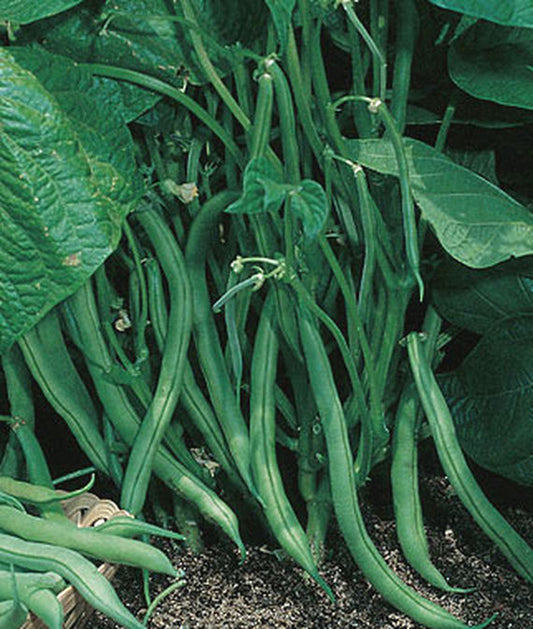Blue Lake Bush Bean 274, Packed in Resealable Foil Packaging, Heirloom, NON GMO
