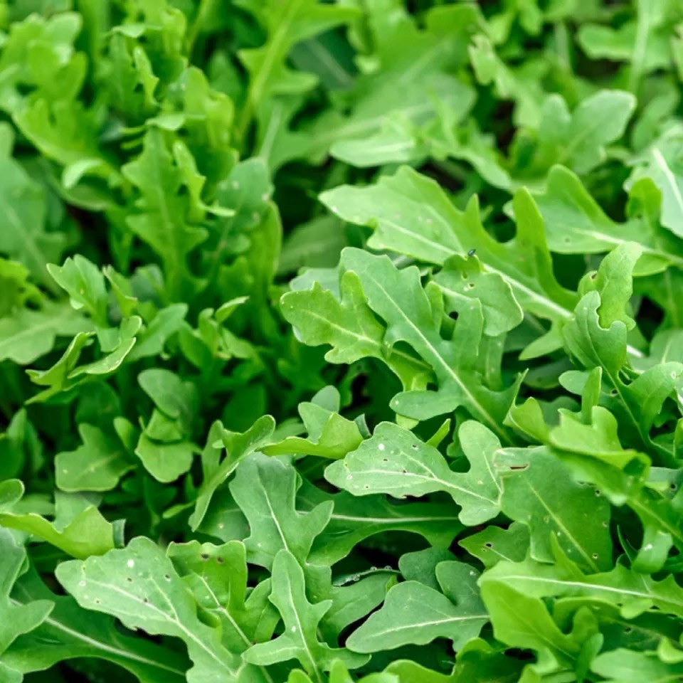 Slow Bolt Arugula Seeds for Planting - Heirloom Non GMO Herbs for Home Garden
