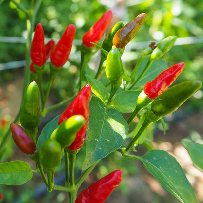 50+ Birdseye Pepper Seeds | Fresh Non-Gmo Garden Seeds