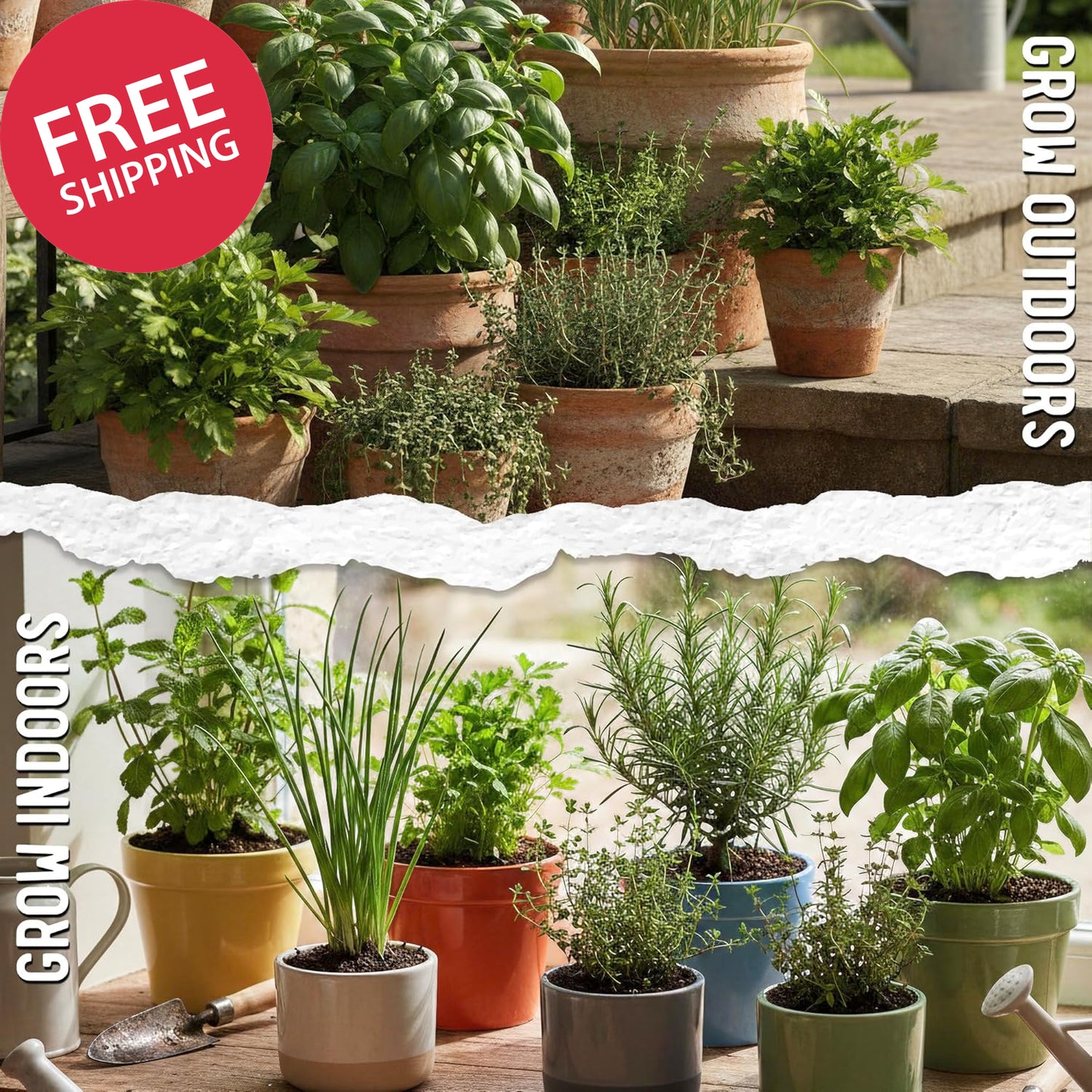 Herb Seeds Variety Pack Culinary Herb Collection (12 Individual Packets for Plan