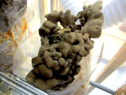Maitake / Hen of the Woods Mushroom Grow Kit - 5 LB - Ready to Fruit