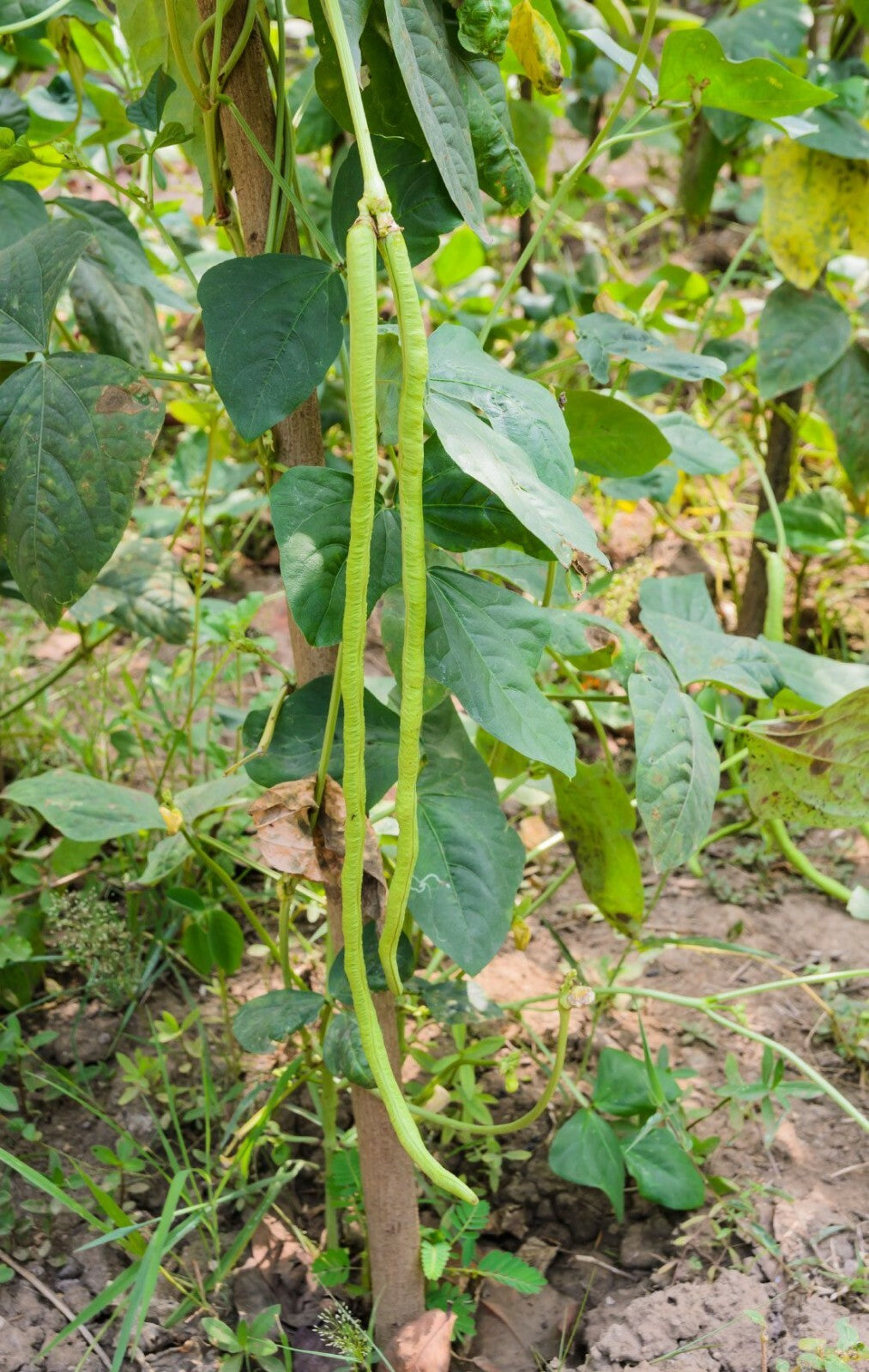 20+Yard Long Bean Seeds Asian Chinese Long Bean String Beans Productive USA
