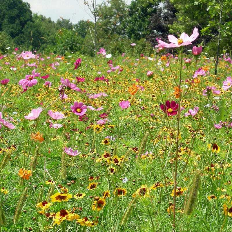 Wildflower Mix DROUGHT RESISTANT Dry Soil Garden Pollinator Flowers 1000+ Seeds!