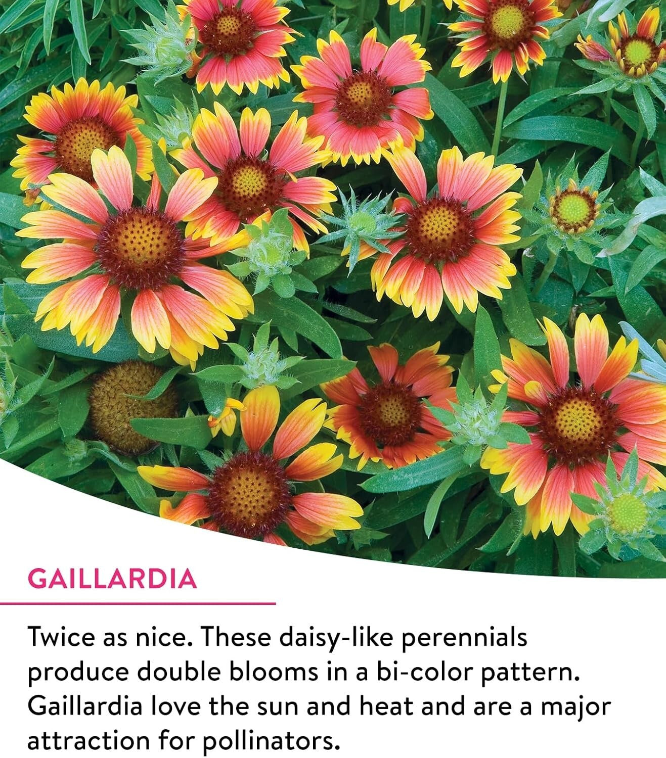 Burpee Wildflower 25,000 Bulk, 1 Bag, 18 Varieties of Non-Gmo Flower Seeds Polli
