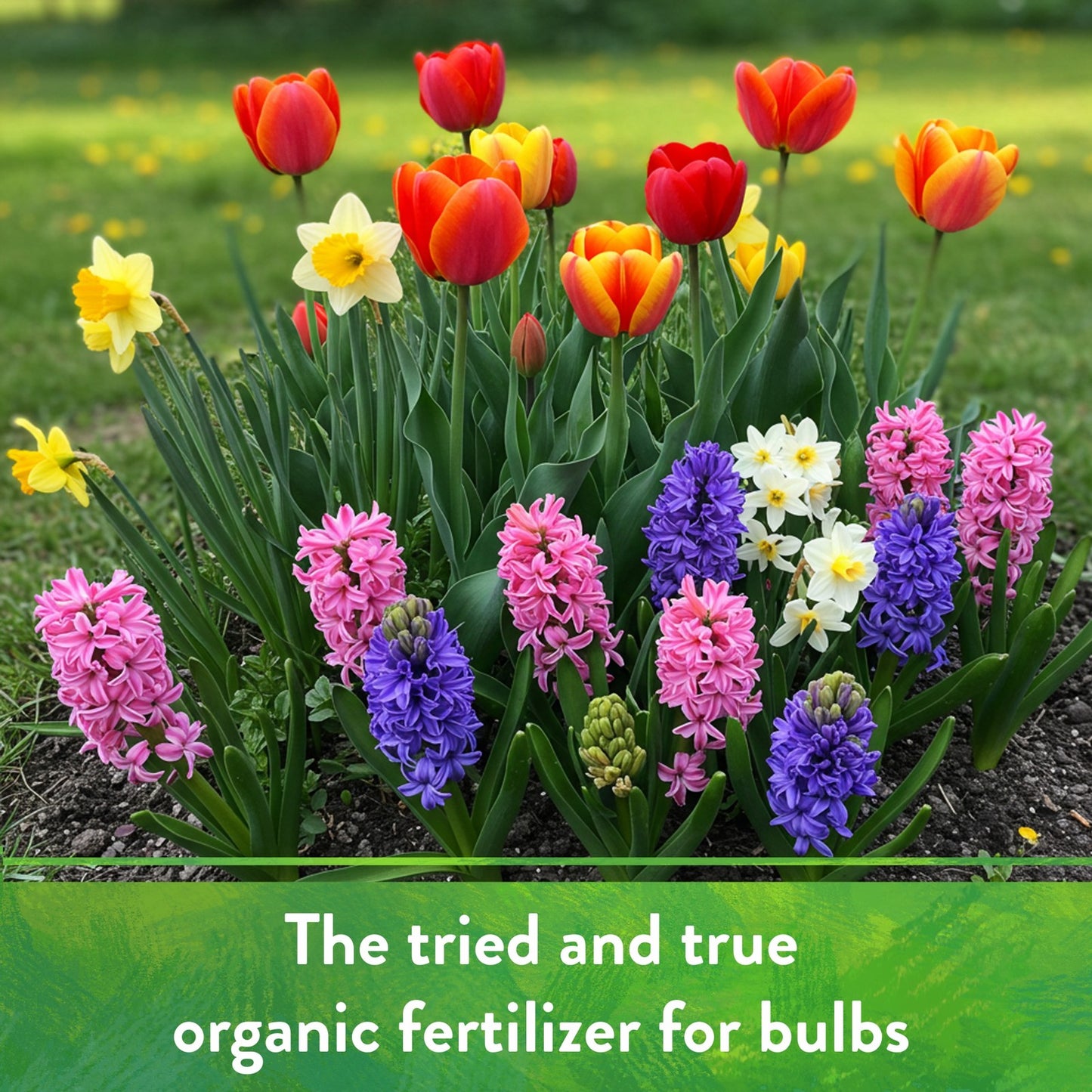 Down to Earth Organic Bone Meal 3-15-0 All-Natural Fertilizer, 5 Lbs