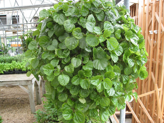 Swedish Ivy Starter Plant (Plectranthus verticillatus) – Easy Care Green Trailing Houseplant with Roots – Indoor/Outdoor Foliage Plant