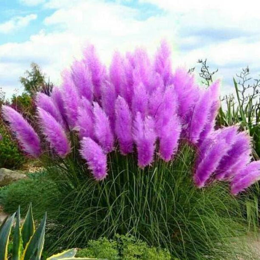 Purple Pampas Grass (3 Plugs) – Rare Cortaderia selloana Variety – Ornamental Grass with Purple Plumes – Drought-Tolerant Garden Plant