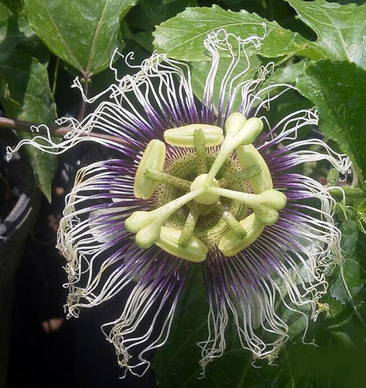 Passion Fruit Plant | Possum Purple | Passiflora edulis | Live Starter Vine for Patio, Garden, or Home Orchard | 1 Live Plant