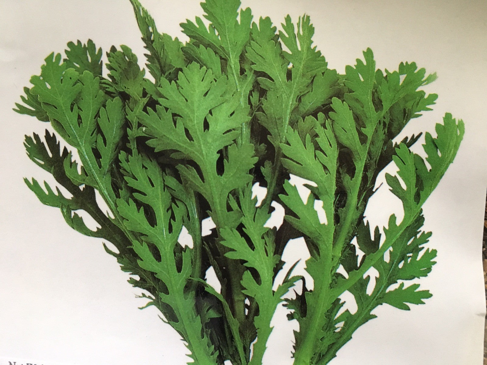 1/4 Oz Medium Serrated Tong Ho/Hao 中切葉茼蒿 Seeds, Edible Chrysanthemum; Shungiku