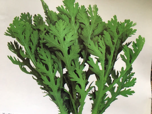 1/4 Oz Medium Serrated Tong Ho/Hao 中切葉茼蒿 Seeds, Edible Chrysanthemum; Shungiku