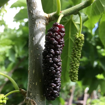 Pakistan Long Mulberry Tree – Morus macroura – 1' Bare Root Live Plant, Rare Sweet Fruit Variety, Hardy & Fast Growing